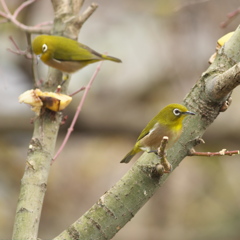 １早く食べな～