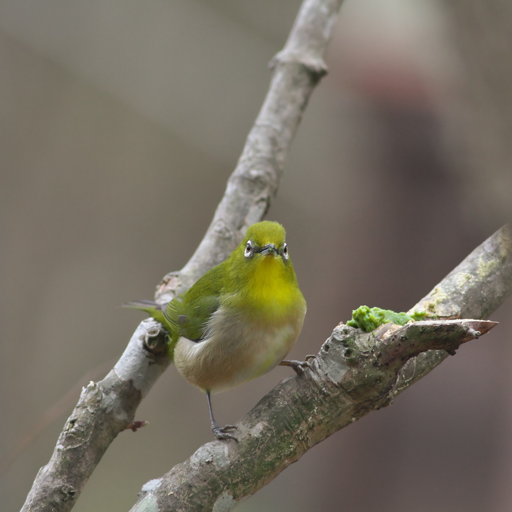 ４コマメジロ～その２　今日もすり餌か～