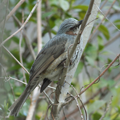 元気出せよ　♪ヒヨ君