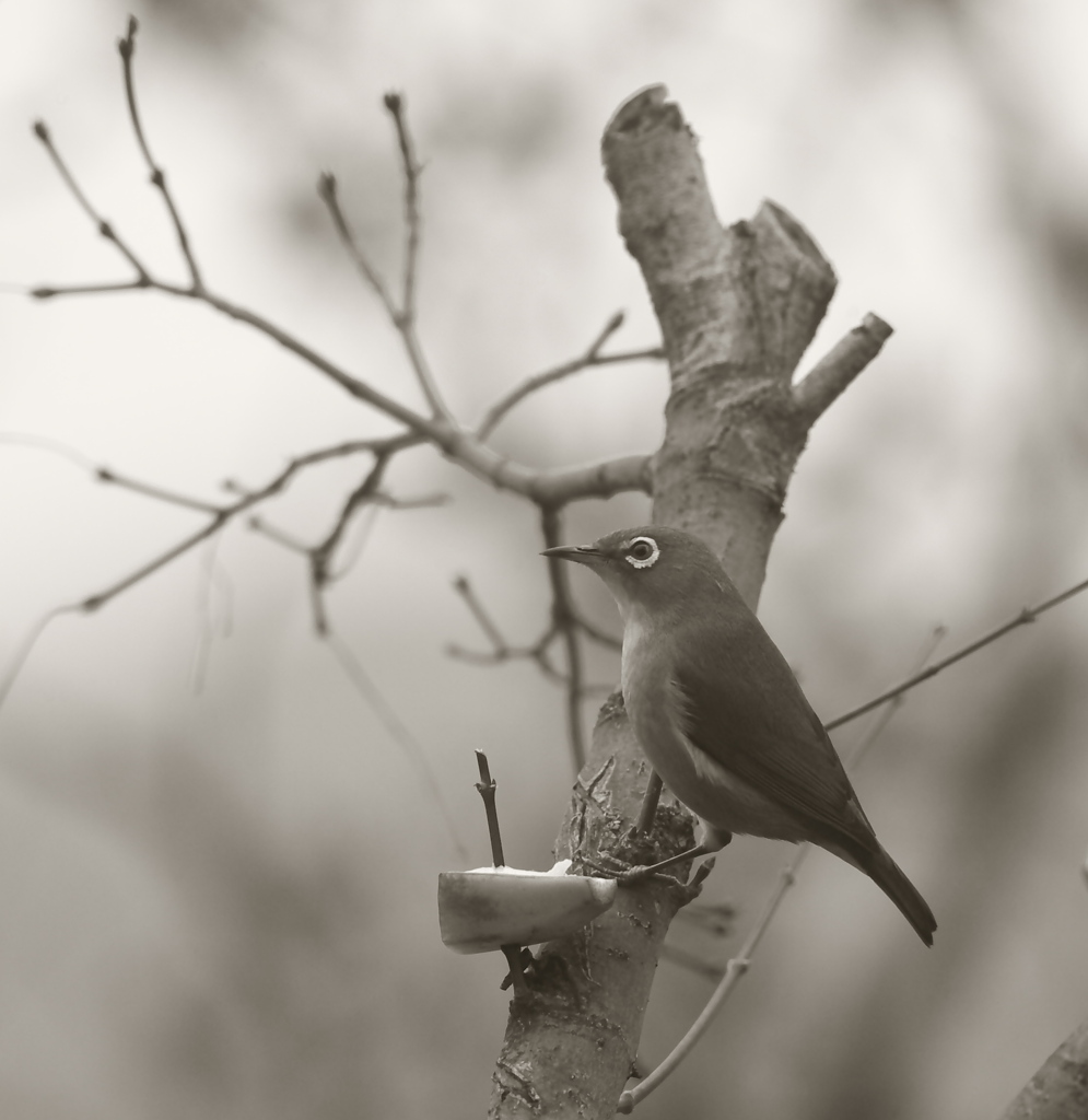 バナナでメジロ～♪