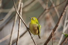 小枝のﾒｼﾞﾛ