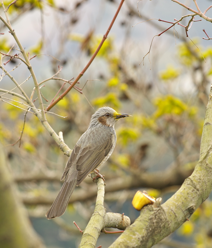 ヒヨ参上～2 ♪