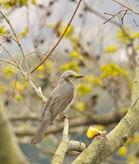 ヒヨ参上～2 ♪