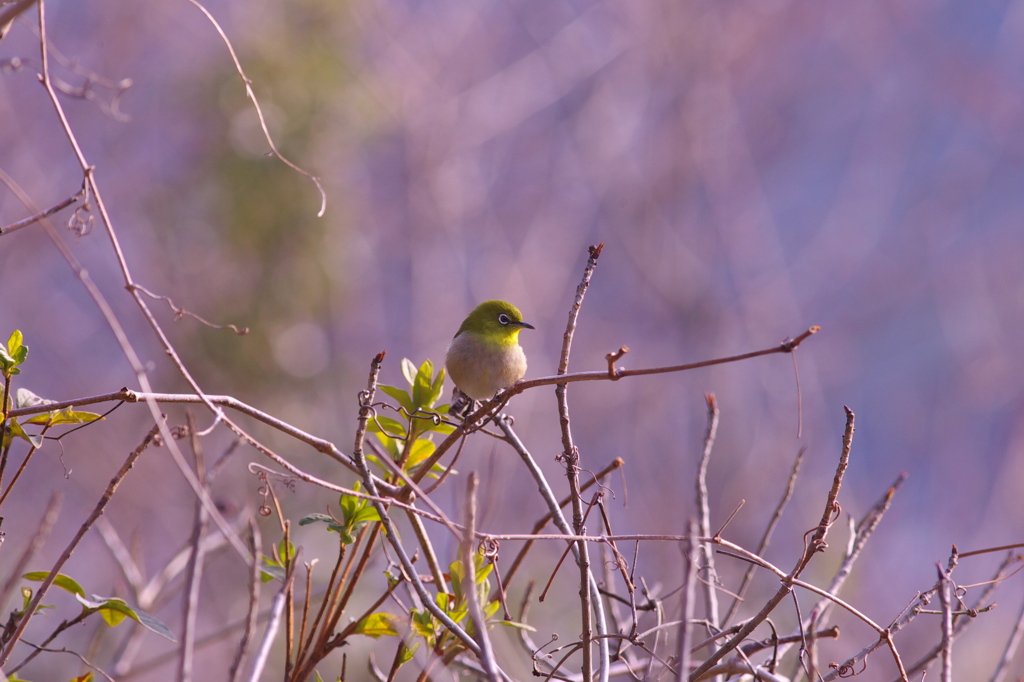 メジロ　ひなたぼっこ