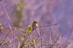 メジロ　ひなたぼっこ