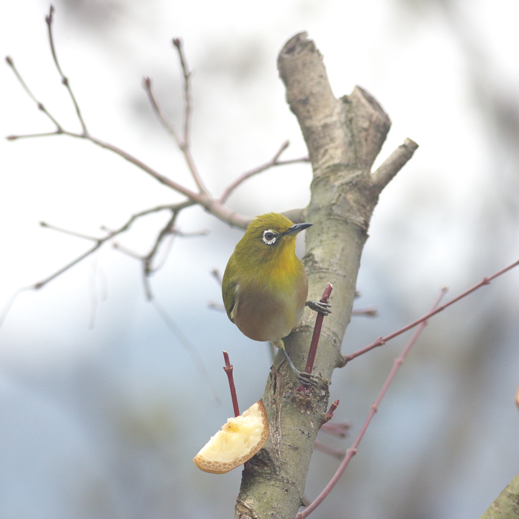 ﾒｼﾞﾛの視線ｼﾘ-ｽﾞ～(3)