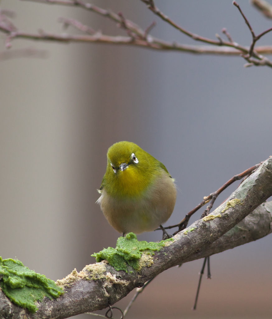４コマメジロ～その１　蜜柑が食べたい