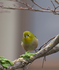 ４コマメジロ～その１　蜜柑が食べたい