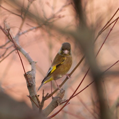 夕暮れのマヒワ