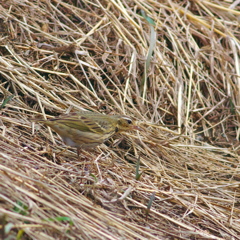2012 02 26 保護色さん