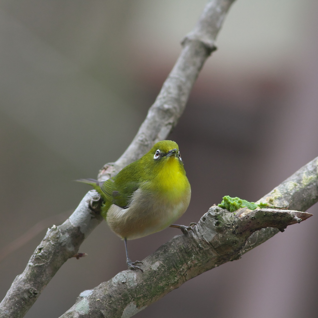４コマメジロ～その３　やっぱり蜜柑だ
