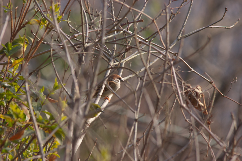 チュンひなたぼっこ♪～ﾒｼﾞﾛﾁｬﾝも？羽