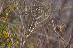 チュンひなたぼっこ♪～ﾒｼﾞﾛﾁｬﾝも？羽
