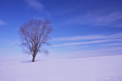 雪なさと