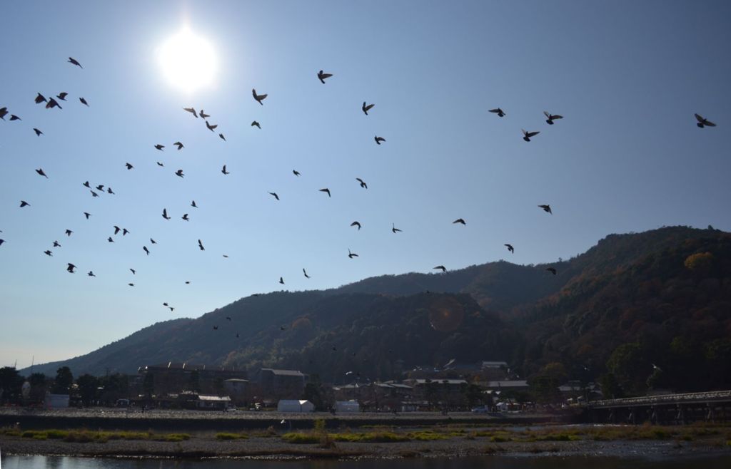 桂川散歩