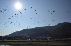 桂川散歩