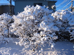 早朝散歩 雪の八王子1/24 