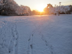 早朝散歩 雪の八王子1/24 