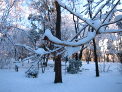 早朝散歩 雪の八王子1/24 
