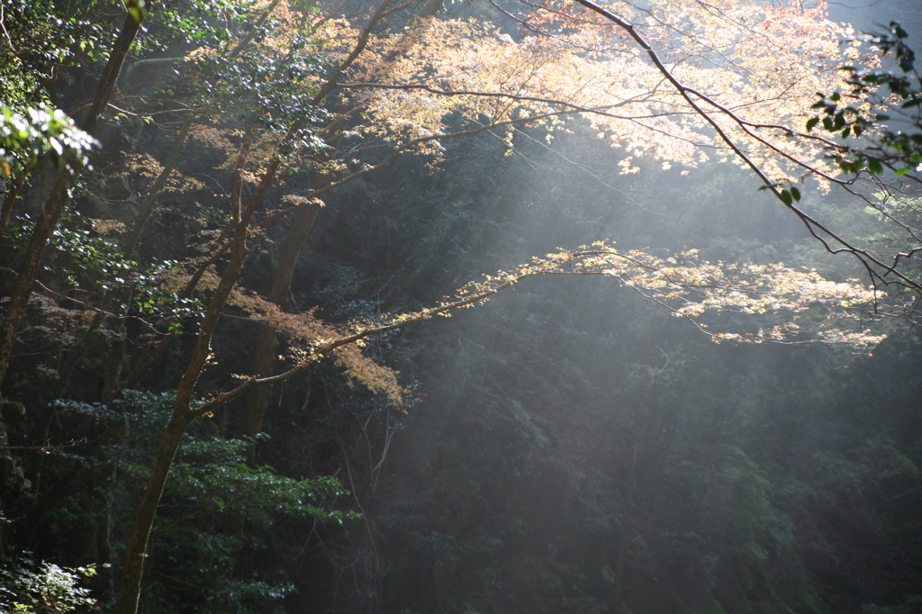 紅葉と光のシャワー