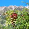 紅葉直前のナナカマド