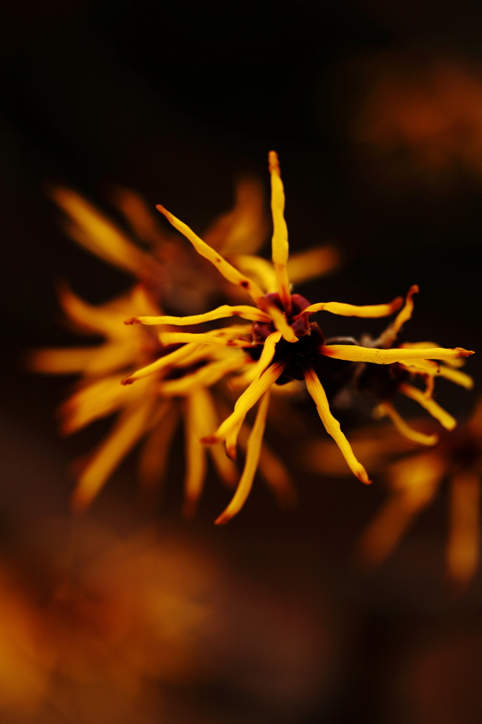 早春　三色彩　　その三　　Yellow poison 