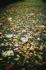 Fallen Leaves #2