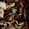 Portrait of Dead Leaves