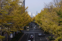 横浜の銀杏並木