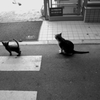 hungry　cats