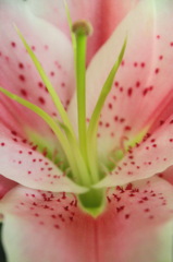 lily