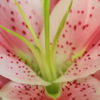 lily