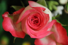 薔薇