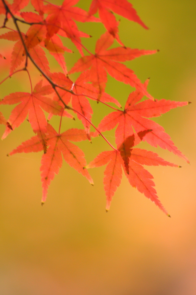 紅に色付いて