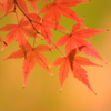 紅に色付いて