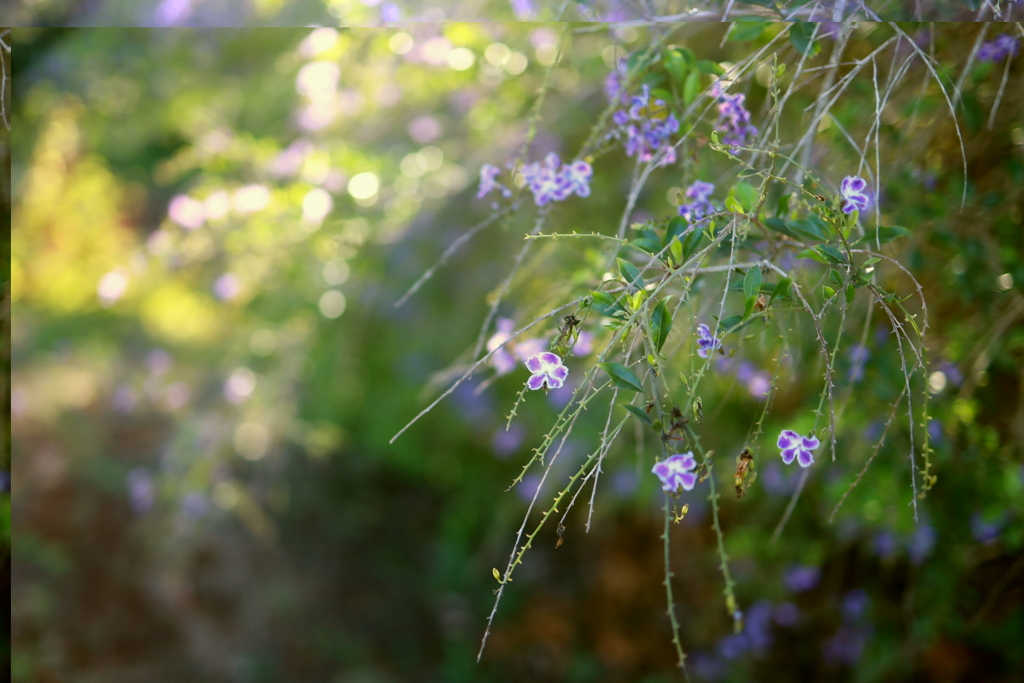 朝の花 オーストラリアの風景写真