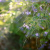 朝の花 オーストラリアの風景写真