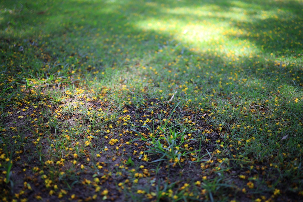 大学の花 オーストラリアの風景写真