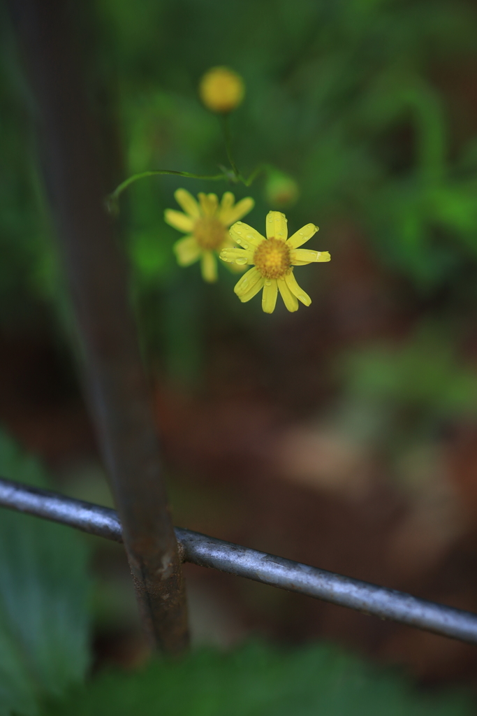 朝の花 オーストラリアの風景写真