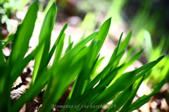 朝の草 CANON EOS RP RF35mmF1.8