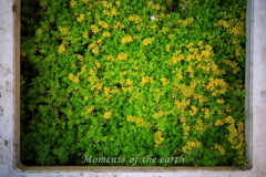 花の風景写真 EOS RP RF35mmF1.8