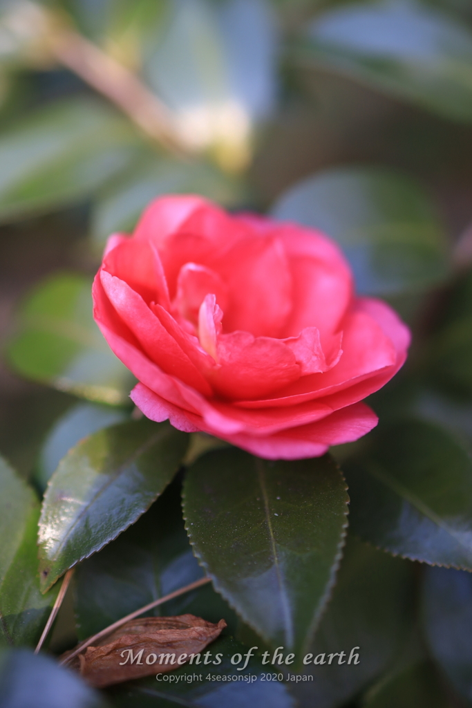 美しい椿／林芙美子記念館