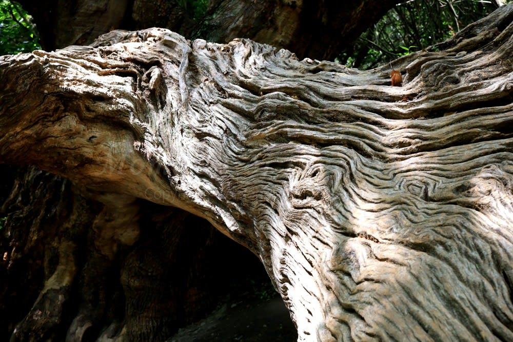 徳島の樹木の肌