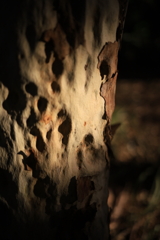 樹肌 オーストラリアの風景写真