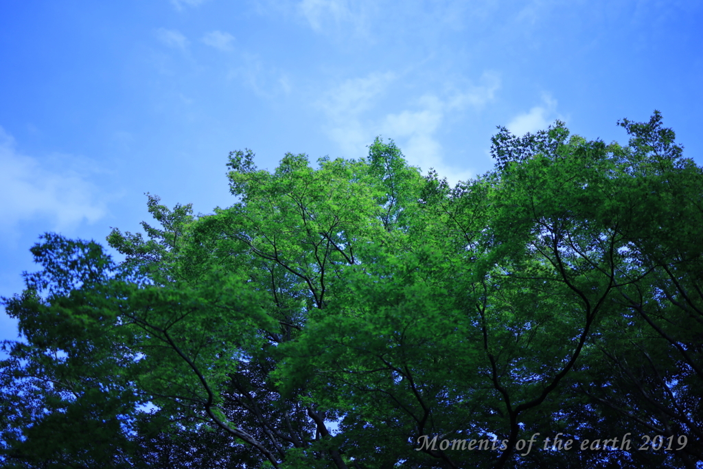 東京都庭園美術館の空 CANON RF35mm F1.8