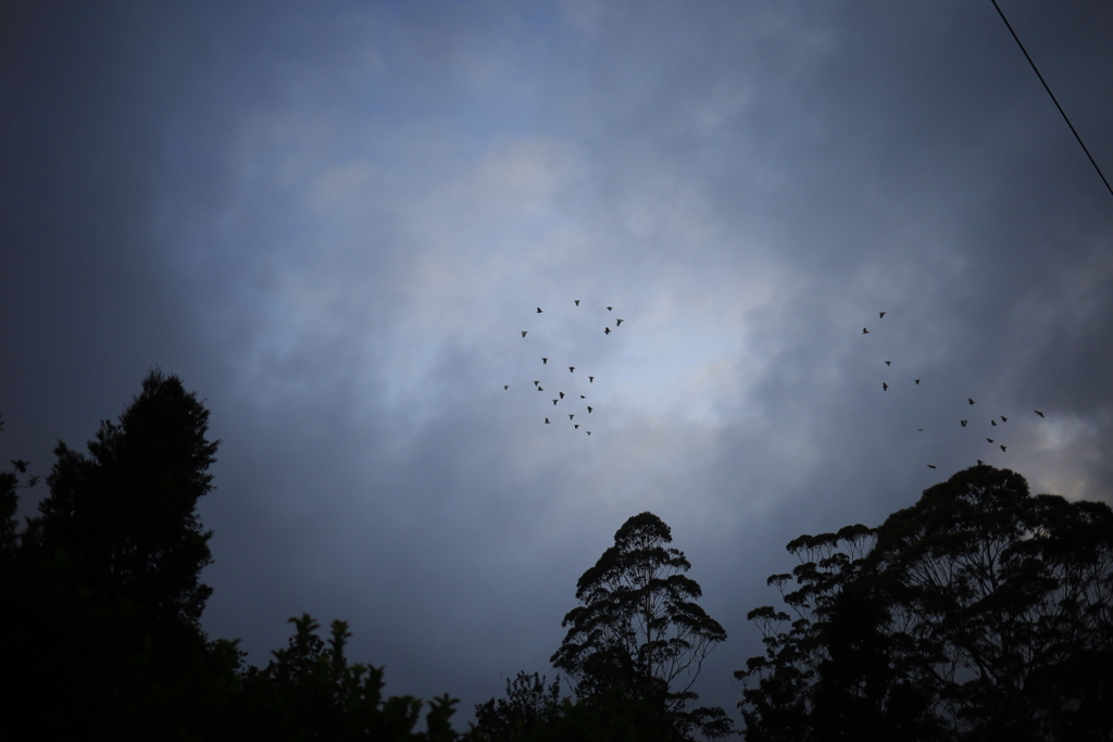 朝の空に飛ぶ鳥 オーストラリアの風景写真