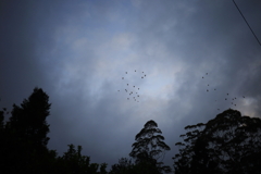 朝の空に飛ぶ鳥 オーストラリアの風景写真