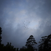朝の空に飛ぶ鳥 オーストラリアの風景写真