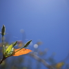 朝の夏花の蕾 オーストラリアの風景写真