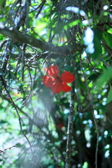 朝陽の花 オーストラリアの風景写真